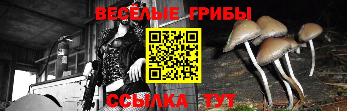 Псилоцибиновые грибы Cubensis Малгобек
